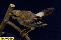 藏品(松鴉)的圖片